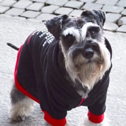 DASHI - EDIZIONE LA CASA DI CARTA - FELPA NERA CON MASCHERA -Negozio Biopetstore economico DASHI EDIZIONE LA CASA DI CARTA FELPA NERA CON MASCHERA 2