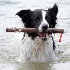 DOOG - MUMMY -Negozio Biopetstore economico DOOG MUMMY 2