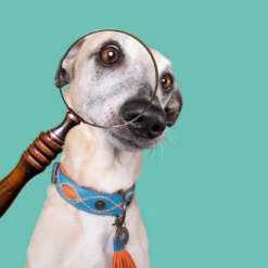 DWAM - COLLARE JONES -Negozio Biopetstore economico DWAM COLLARE JONES 2