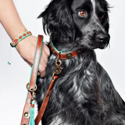 DWAM - COLLARE URBAN -Negozio Biopetstore economico DWAM COLLARE URBAN 2