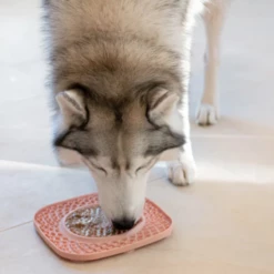 INOOKO - TAPPETINO YOMMY PLATE ROSA 7 INOOKO - TAPPETINO YOMMY PLATE ROSA -Negozio Biopetstore economico INOOKO TAPPETINO YOMMY PLATE ROSA 2