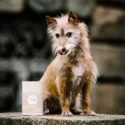 MYCANI - ENTGIFTER - DISINTOSSICANTE - MISCELA DI ERBE E FUNGHI MEDICALI -Negozio Biopetstore economico MYCANI ENTGIFTER DISINTOSSICANTE MISCELA DI ERBE E FUNGHI MEDICALI 2