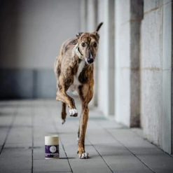 MYCANI - ORGANPOLIERER - SUPPORTO PER IL FEGATO - MISCELA DI ERBE E FUNGHI MEDICALI -Negozio Biopetstore economico MYCANI ORGANPOLIERER SUPPORTO PER IL FEGATO MISCELA DI ERBE E FUNGHI MEDICALI 2