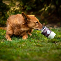 MYCANI - PANKREAS - SUPPORTO PER IL PANCREAS - MISCELA DI ERBE E FUNGHI MEDICALI 7 MYCANI - PANKREAS - SUPPORTO PER IL PANCREAS - MISCELA DI ERBE E FUNGHI MEDICALI -Negozio Biopetstore economico MYCANI PANKREAS SUPPORTO PER IL PANCREAS MISCELA DI ERBE E FUNGHI MEDICALI 2