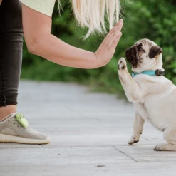 TICKLESS - MINI DOG - MEDAGLIETTA RICARICABILE CON ULTRASUONI - GREEK BLUE -Negozio Biopetstore economico TICKLESS MINI DOG MEDAGLIETTA RICARICABILE CON ULTRASUONI GREEK BLUE 1