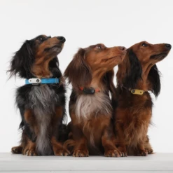 TICKLESS - MINI DOG - MEDAGLIETTA RICARICABILE CON ULTRASUONI - GREEK BLUE -Negozio Biopetstore economico TICKLESS MINI DOG MEDAGLIETTA RICARICABILE CON ULTRASUONI GREEK BLUE 2