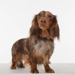 TICKLESS - MINI DOG - MEDAGLIETTA RICARICABILE CON ULTRASUONI - MARIGOLD -Negozio Biopetstore economico TICKLESS MINI DOG MEDAGLIETTA RICARICABILE CON ULTRASUONI MARIGOLD 3