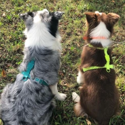 ZEE DOG - PETTORINA AD H IN NEOPRENE AMAZZONIA -Negozio Biopetstore economico ZEE DOG PETTORINA AD H IN NEOPRENE AMAZZONIA 2