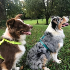 ZEE DOG - PETTORINA AD H IN NEOPRENE LIME -Negozio Biopetstore economico ZEE DOG PETTORINA AD H IN NEOPRENE LIME 2