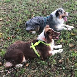 ZEE DOG - PETTORINA AD H IN NEOPRENE LIME -Negozio Biopetstore economico ZEE DOG PETTORINA AD H IN NEOPRENE LIME 3