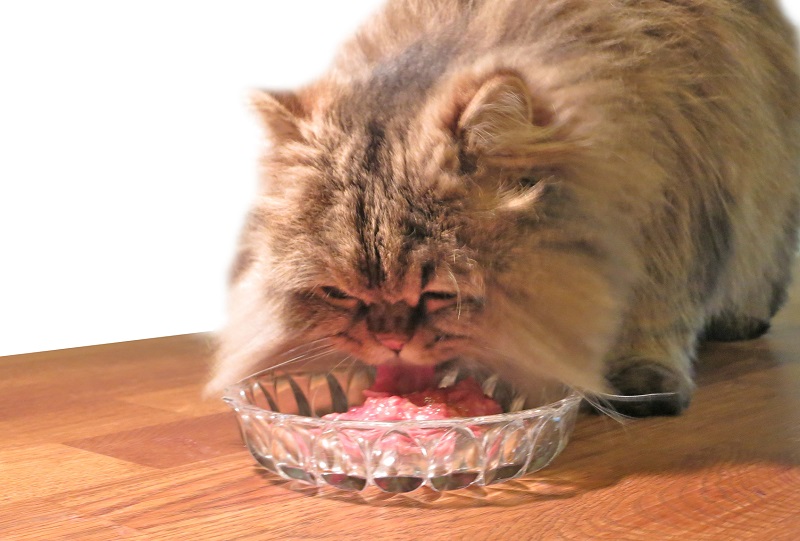 Negozio Biopetstore economico 46 Negozio Biopetstore economico -Negozio Biopetstore economico alimentazione gatto persiano