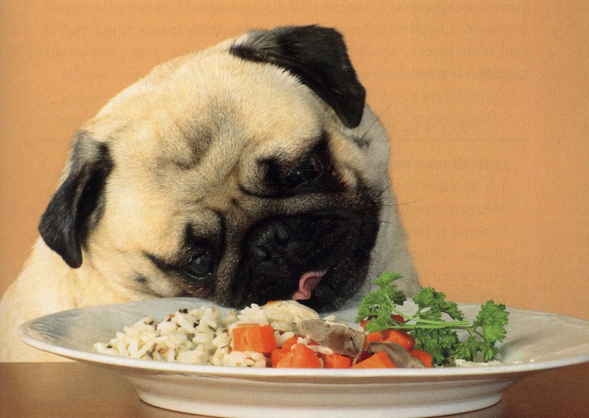 Negozio Biopetstore economico 47 Negozio Biopetstore economico -Negozio Biopetstore economico dieta barf cani immagine